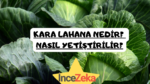 Kara Lahana Nedir, Nasıl Yetiştirilir Nerede Yetiştirilir Püf noktaları nelerdir Vitaminleri nelerdir